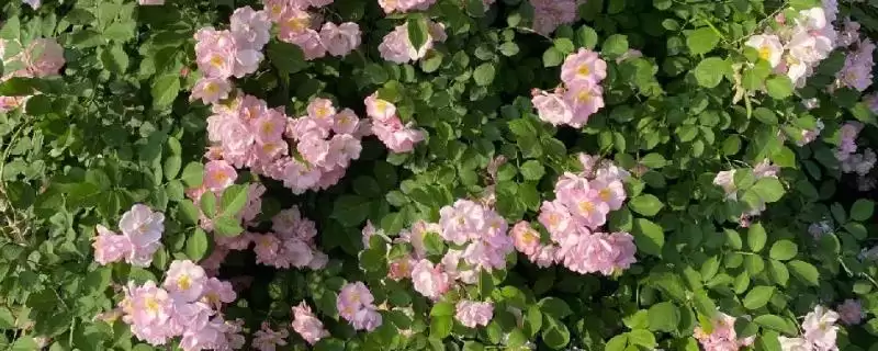 蔷薇花在5-9月开花有何特点？-会东网