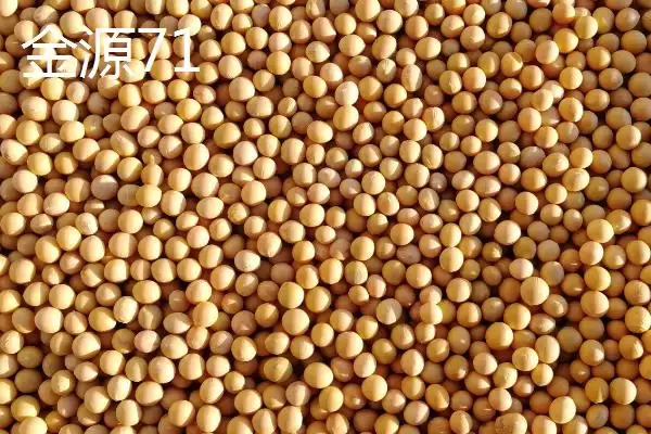 图片[6]-内蒙古大豆常见的有哪8个品种呢？-会东网