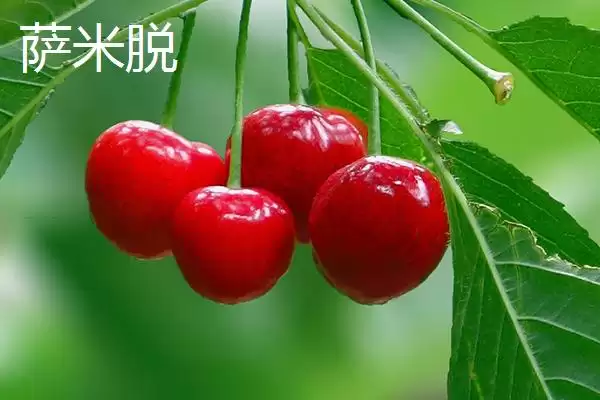 图片[6]-大红灯樱桃肉质松软有何酸甜味？-会东网