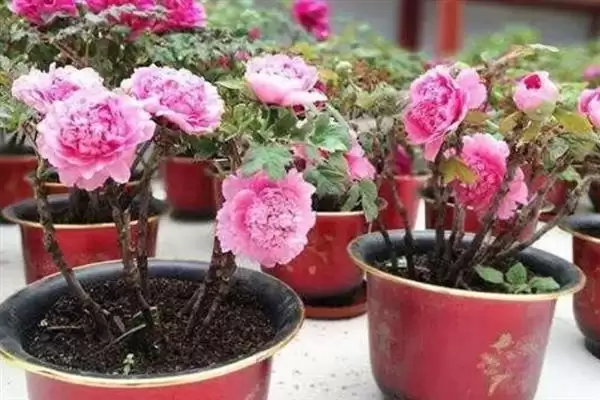 图片[8]-牡丹花大多在什么时间开放和品种？-会东网