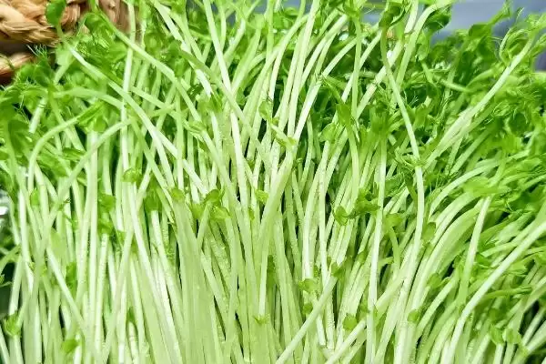 图片[3]-绿豆果实包裹在果荚中有何特点？-会东网