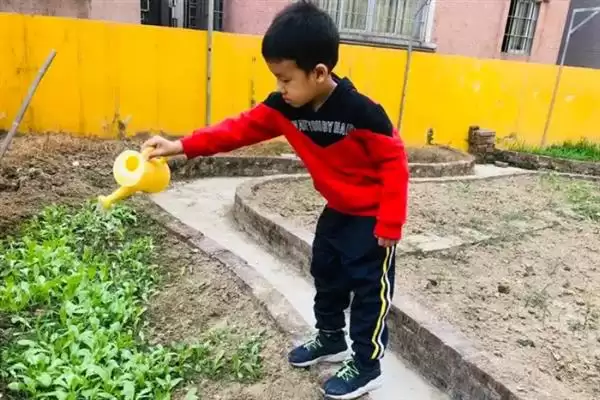 图片[7]-荷兰豆开花前追肥如何提高产量？-会东网