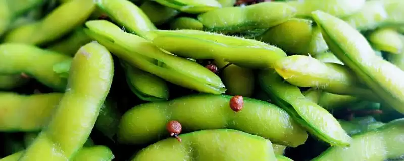 毛豆常见病害防治关键是抗病种？-会东网