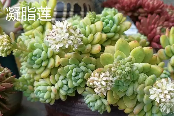 图片[4]-哪些多肉植物如佛珠等具有香味？-会东网