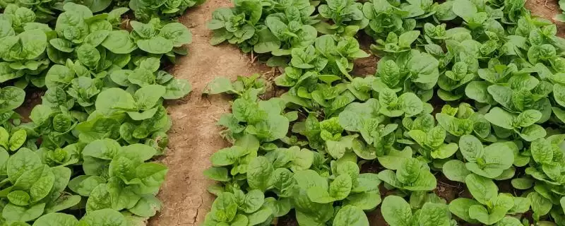 木耳菜在春秋两季如何进行种植？-会东网