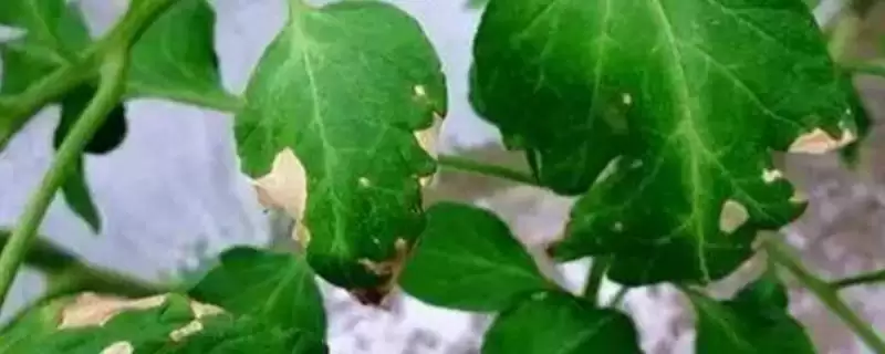 南农418大豆品种对播种质量要求?-会东网