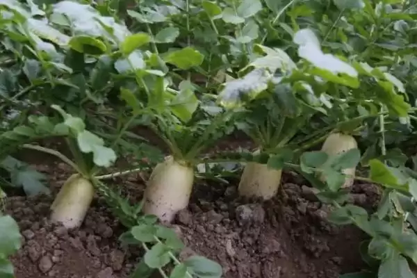 图片[4]-萝卜种植收获时间和种植季节有何关系？-会东网