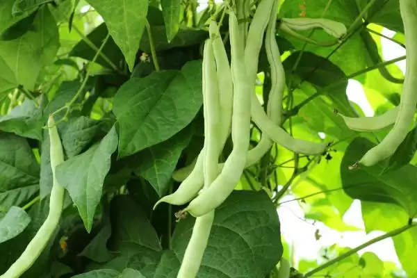 图片[2]-芸豆和豆角之间存在怎样的区别？-会东网