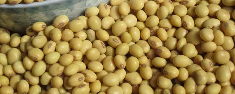 渝豆2号大豆品种种植密度行距？-会东网