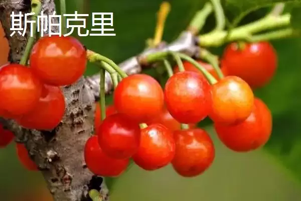 图片[12]-大红灯樱桃肉质松软有何酸甜味？-会东网