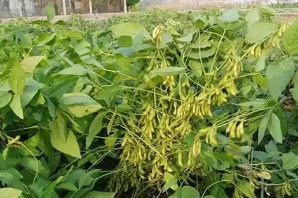 图片[2]-圣豆29大豆品种普通夏大豆特性？-会东网