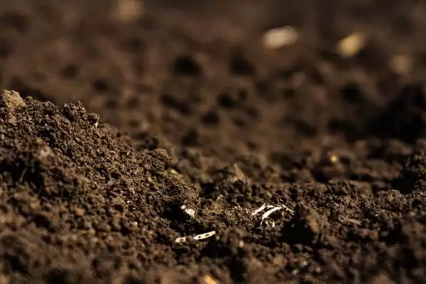 图片[3]-种植蚕豆重茬种植有何影响？-会东网