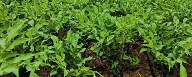 种植10亩魔芋利润有多少左右?-会东网