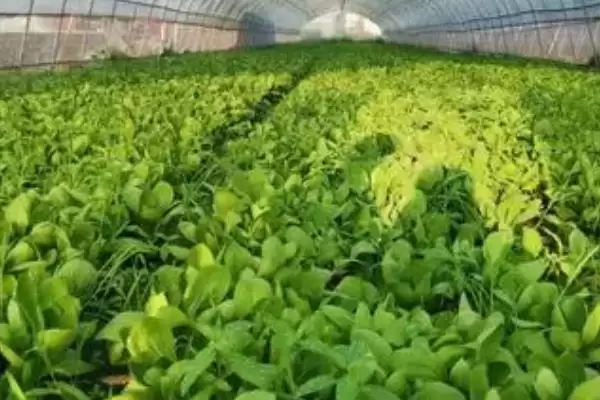 图片[2]-保护地蔬菜如何防盐害深翻土壤？-会东网