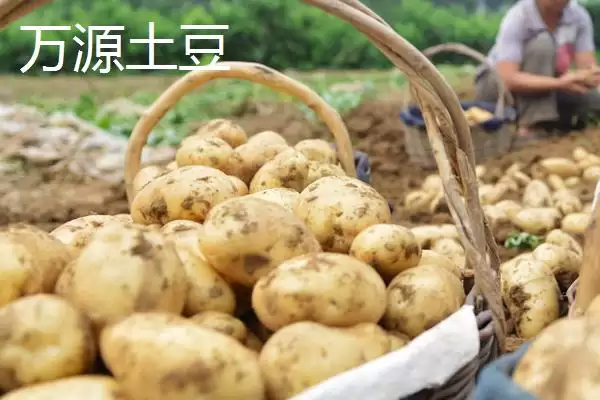 图片[5]-四川省万源市有何土特产品特产？-会东网