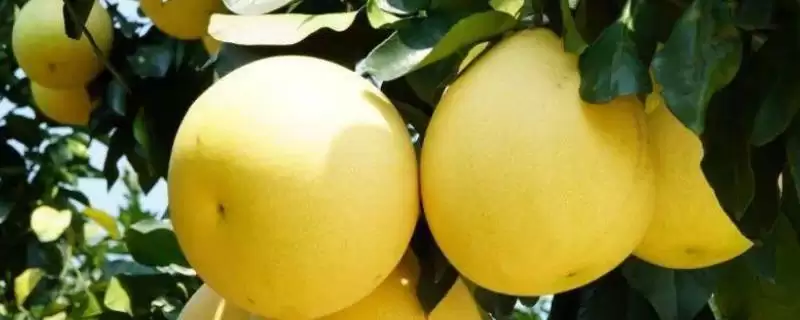 四川内江市资中县有何著名特产?-会东网