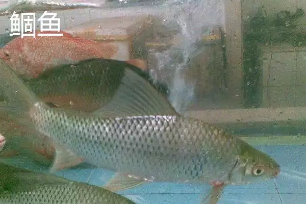 图片[8]-伊豆和伊势尼钩条粗细有何区别？-会东网