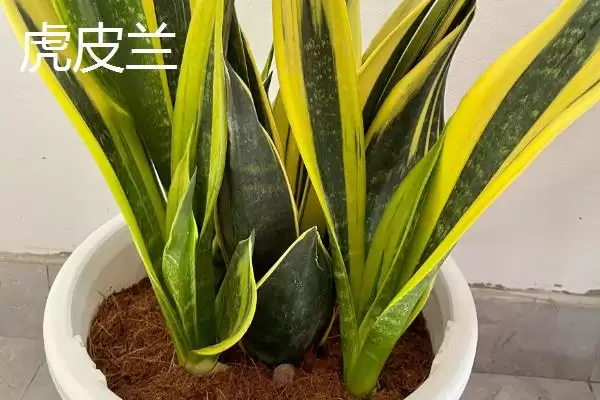 图片[11]-哪些室外花卉耐寒耐旱如龟背竹等？-会东网
