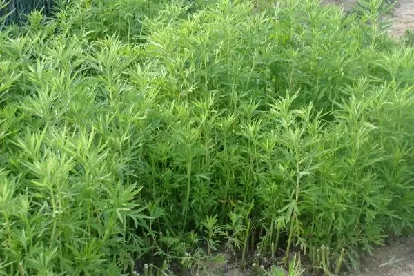 图片[9]-哪些特色蔬菜品种具有种植前景呢？-会东网