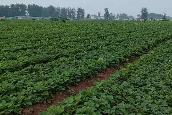 图片[4]-奶油草莓种植如何控制生长温度？-会东网