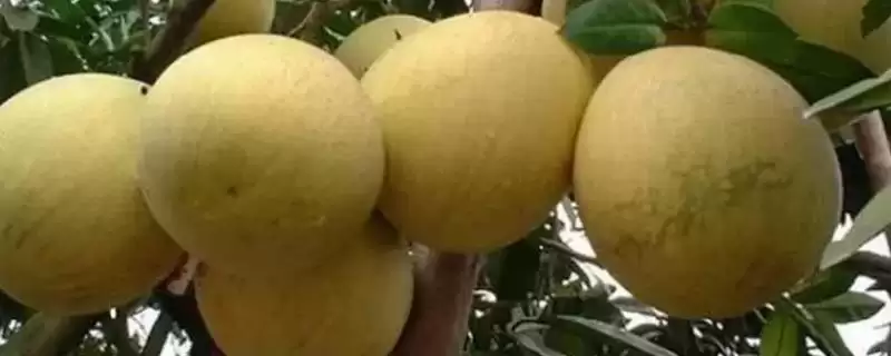 重庆市垫江县有何特产丹皮乡？-会东网