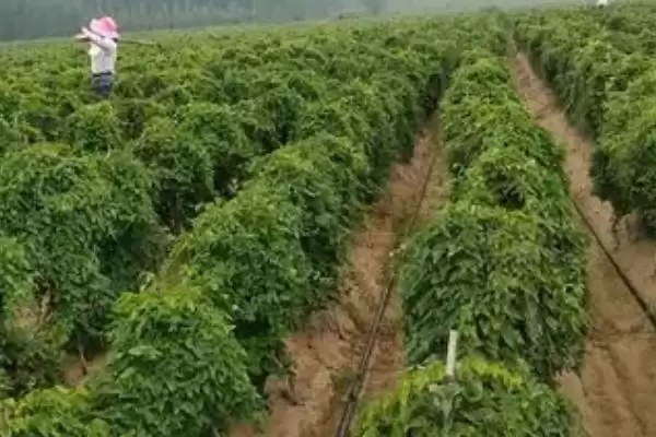 图片[2]-山药种植如何选微酸性至中性土？-会东网