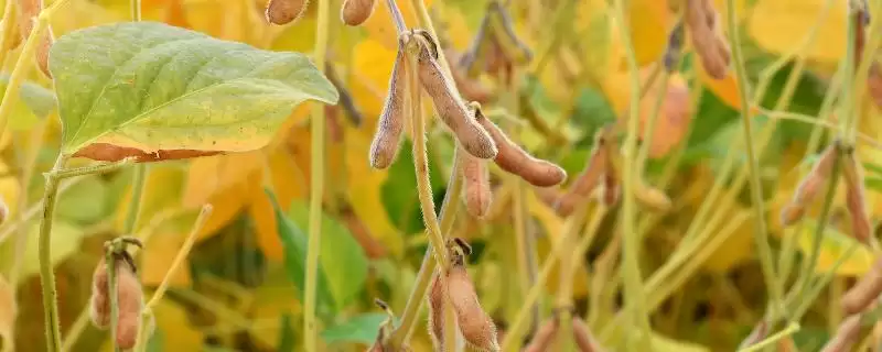 绥农69大豆品种生育期如何管理？-会东网