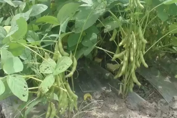 图片[2]-毛豆在苗期及结荚期能否施加尿素？-会东网