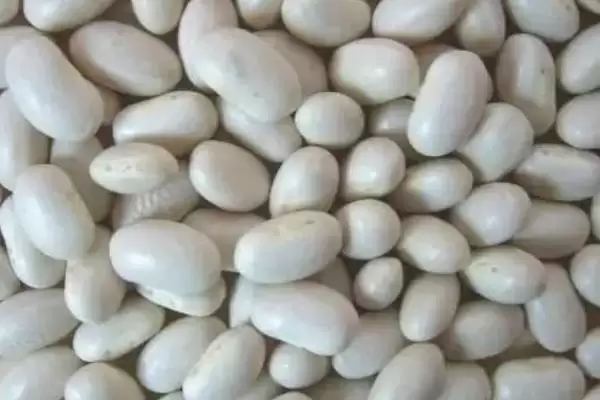 图片[3]-芸豆作为菜豆等别称是指什么？-会东网