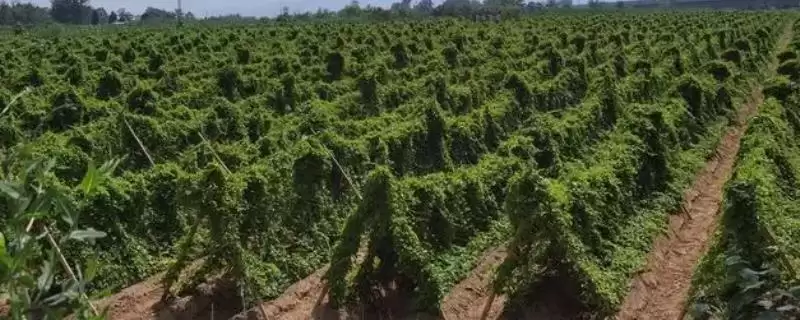 山药种植如何选微酸性至中性土?-会东网