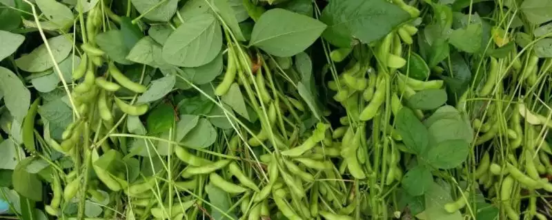 辽豆77大豆种在辽宁春播生育期多久左右?-会东网
