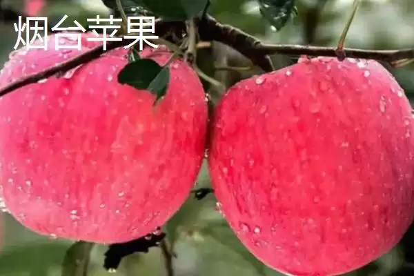 图片[13]-山东省临清市有哪些传统名吃特产？-会东网
