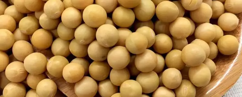 蒙豆359大豆种子的亩种植密度是多少？-会东网