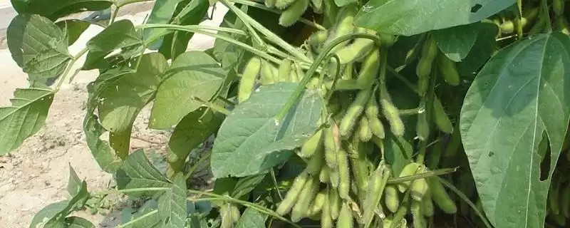 中豆43大豆种子何时进行播种？-会东网