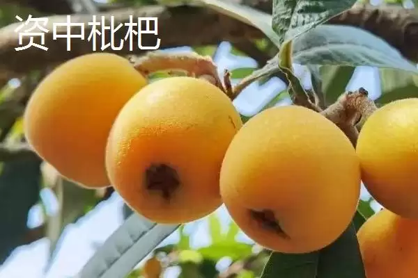 图片[7]-四川内江市资中县有何著名特产？-会东网