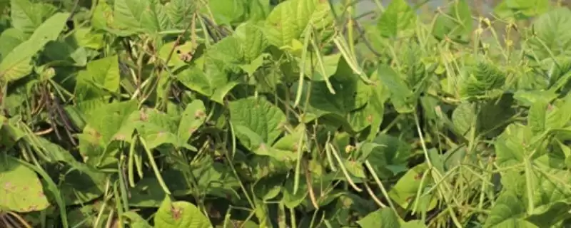 绿豆在春夏季节如何进行条播种植?-会东网