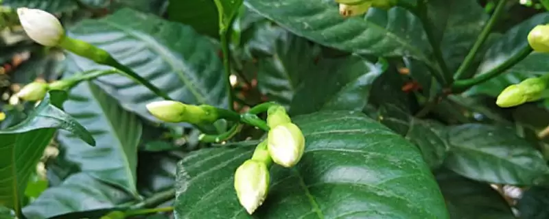 栀子花只长花苞不开花的原因?-会东网