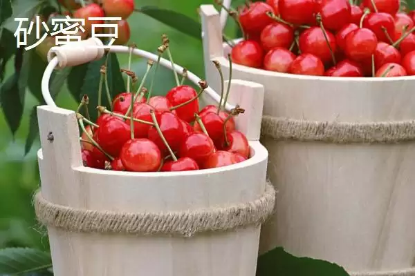 图片[8]-大红灯樱桃肉质松软有何酸甜味？-会东网