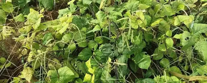绿豆夏季直播技术中优良品种的关键？-会东网