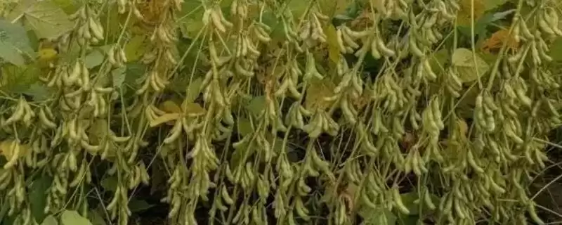 有机大豆常见有哪些品种如九农？-会东网