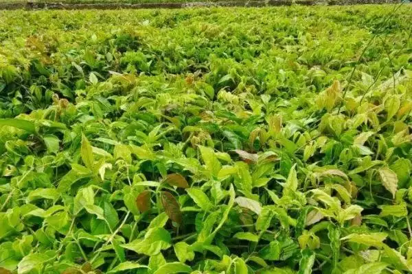 图片[4]-三叶青种植前景为何能卖上千元？-会东网