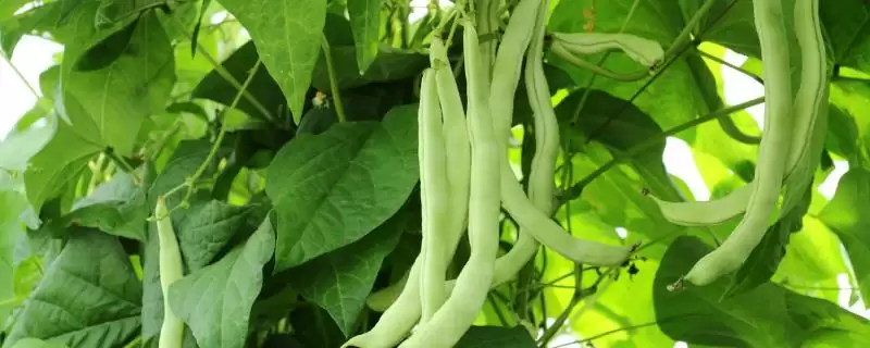 芸豆作为菜豆等别称是指什么?-会东网