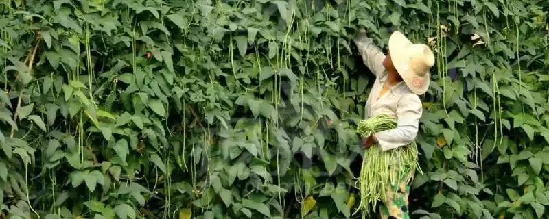 豆角7-8分熟时如何进行采摘?-会东网