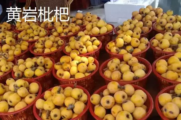 图片[16]-浙江省诸暨市有何特产同山烧？-会东网
