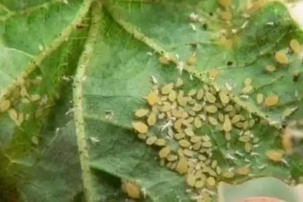 图片[8]-种植绿豆整地除草后如何穴播？-会东网