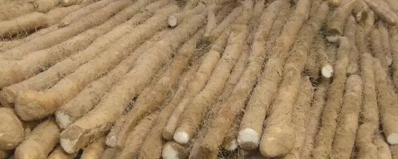 山药在河北地区有哪些主要产区?-会东网