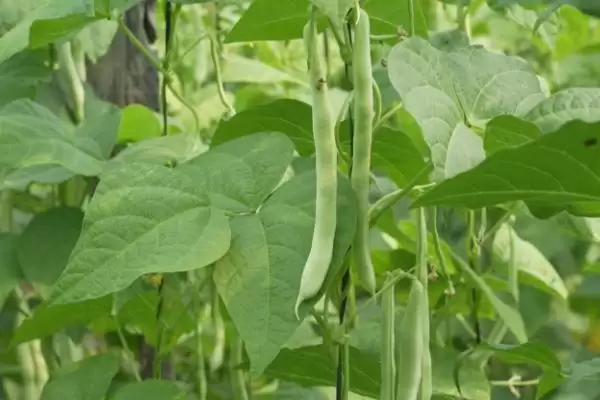 图片[4]-芸豆和豆角之间存在怎样的区别？-会东网