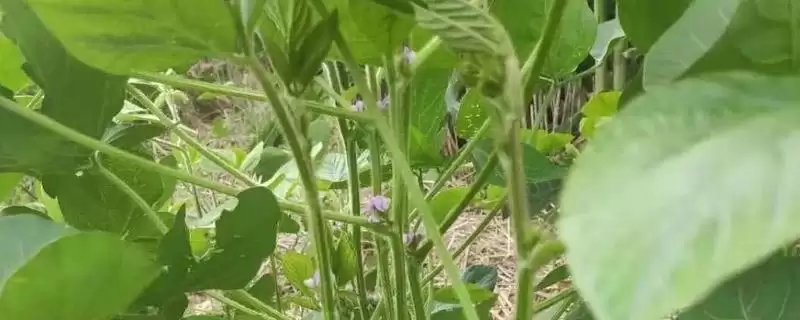 石豆7号大豆种子何时进行播种？-会东网