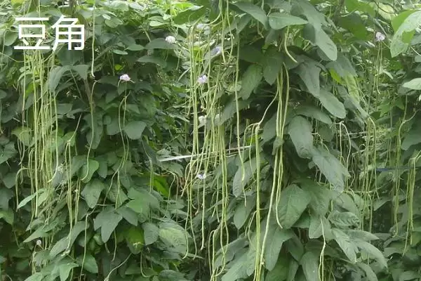 图片[3]-七月份适合种植哪些农作物呢？-会东网