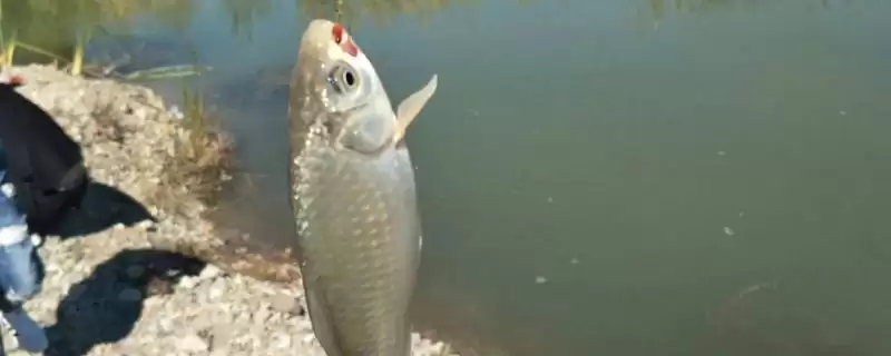 野钓鲫鱼如何重铅找底半水调目?-会东网